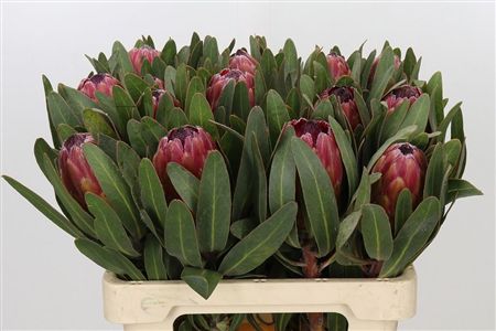 Protea Red Ice