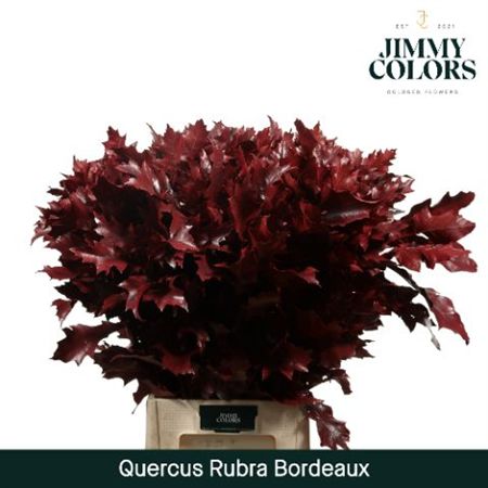 Quercus (eik) Paint Bordeaux