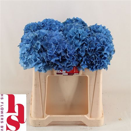 Hydrangea Pimpernel