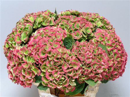 Hydrangea Mag Amethyst Classic