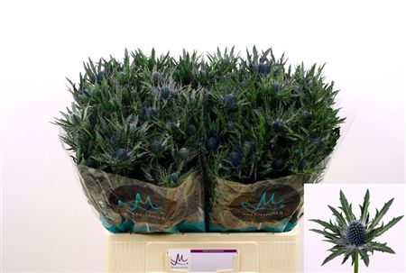 Eryngium Orion