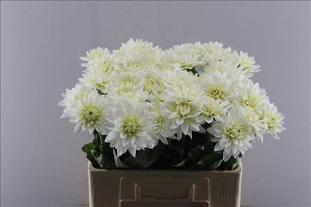Dahlia Maarten Zwaan