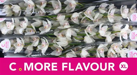 Cymbidium White Mrs White Crystal