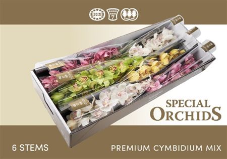 Cymbidium Mix Special Orchids