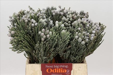 Cape Green Silver Brunia