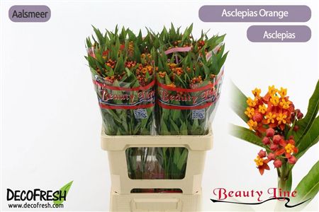 Asclepias Serenade