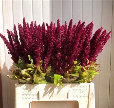 Amaranthus Red