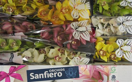 Cymbidium Mix Sanfiero