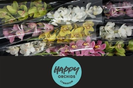 Cymbidium Mix Happy Orchids