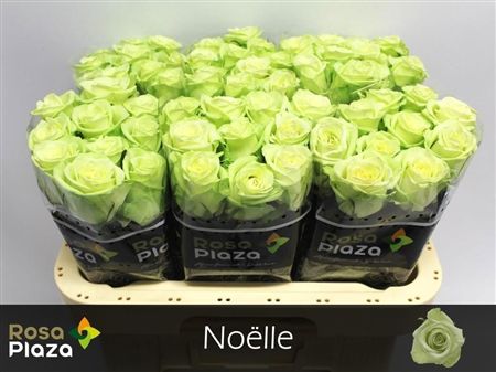 Rosa Large Noelle!