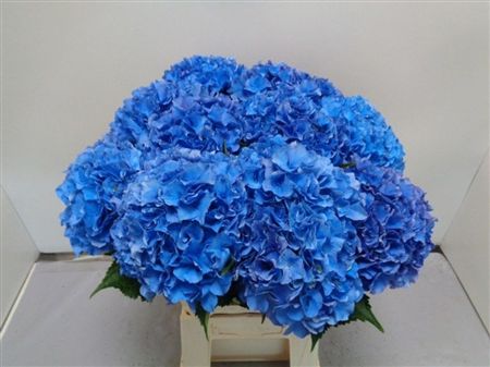 Hydrangea Royal Parade