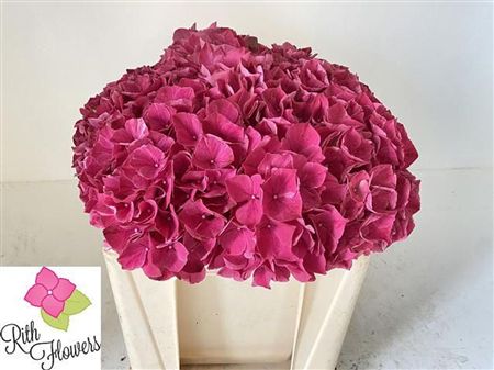 Hydrangea Mag Pink Ruby