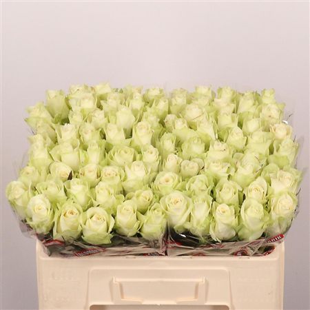 Rosa Large Athena