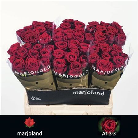 Rosa Large Red Naomi!