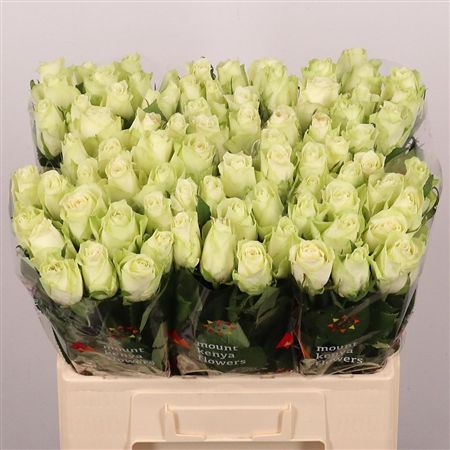 Rosa Large Athena
