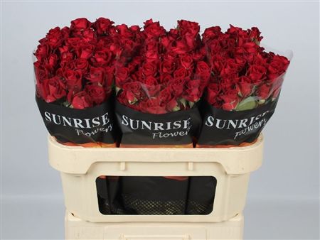 Rosa Spray Dominica