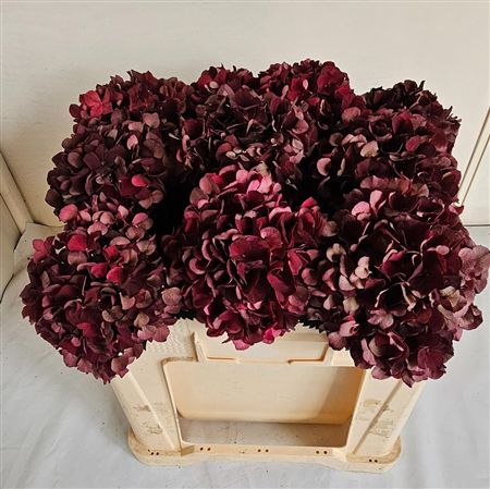 Hydrangea Mag Dark Ruby Classic