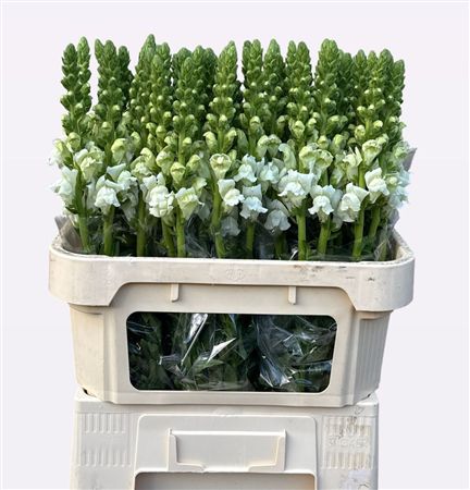 Antirrhinum Fresh White