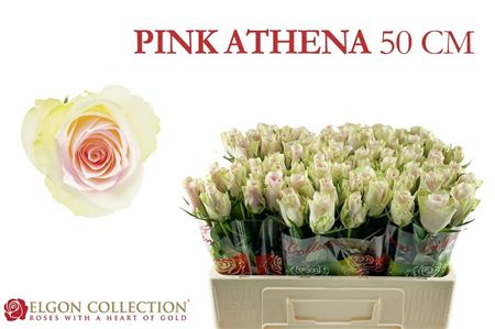 Rosa Large Pink Athena