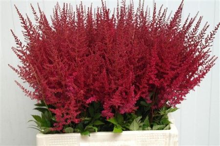 Astilbe Paul Gaarder