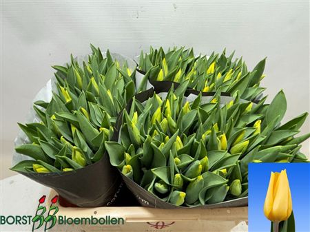 Tulipa Si Strong Gold