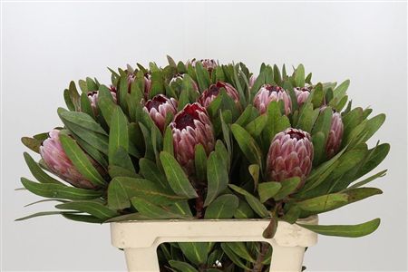 Protea Pink Ice