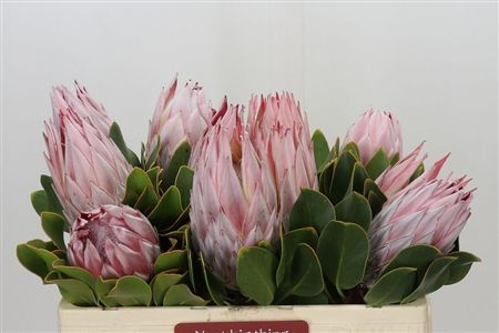 Protea Cynaroides (king)
