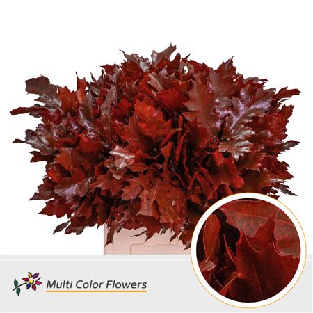 Quercus (eik) Paint Red