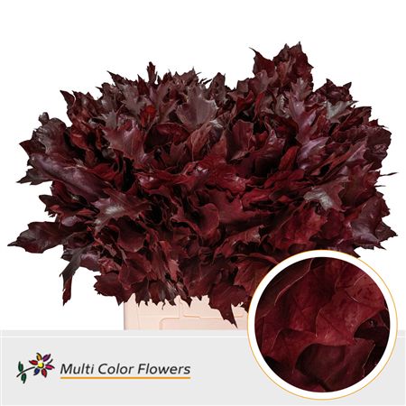 Quercus (eik) Paint Bordeaux