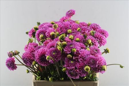 Dahlia Sandra