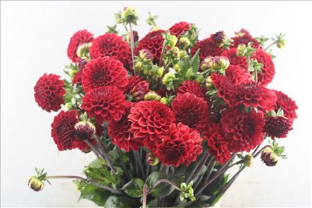 Dahlia Red Cap