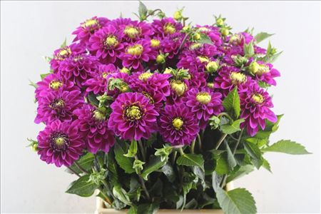Dahlia Purple Fox