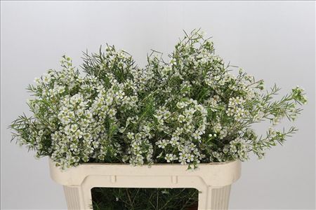 Wax Flower Ofir