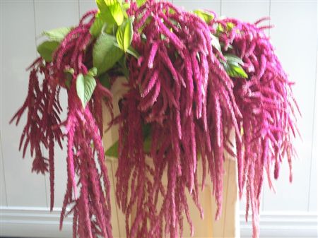 Amaranthus Love Lies Bleeding