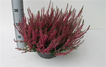Pianta Calluna Vulgaris Garden Girls Fran