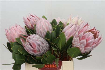 Protea Cynaroides (king)
