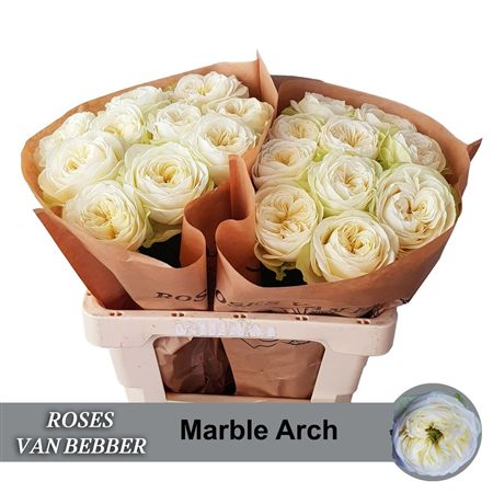 Rosa Garden Marble Arch