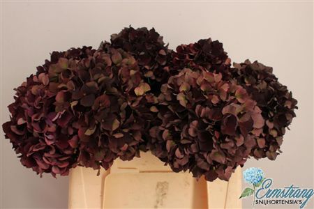 Hydrangea Mag Dark Ruby Classic