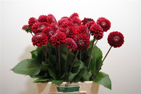 Dahlia Cornel