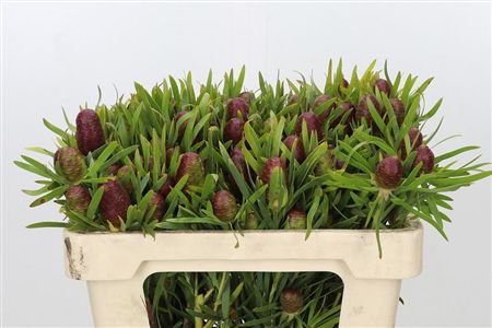 Cape Green Strictum