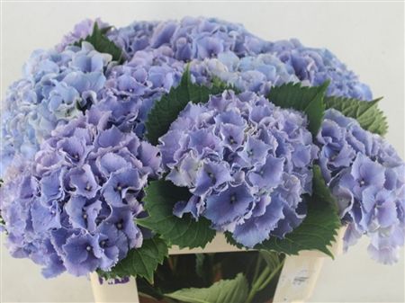 Hydrangea Royal Sunset Blue