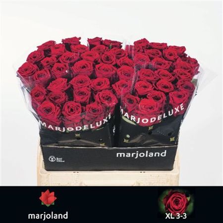Rosa Large Red Naomi!
