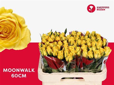 Rosa Large Moonwalk