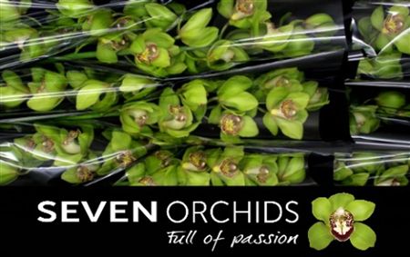 Cymbidium Green Melissa