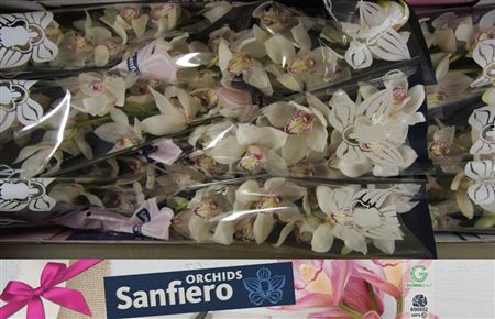 Cymbidium White Mrs Sugar Lee