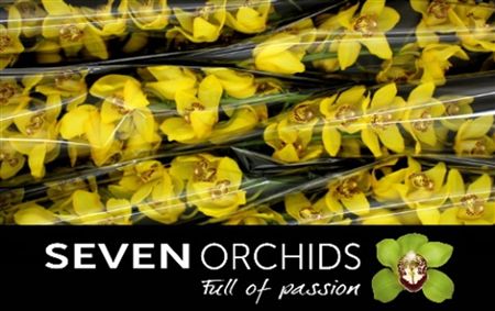 Cymbidium Yellow Classic