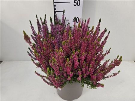 Pianta Calluna Vulgaris Garden Girls Trio Girls