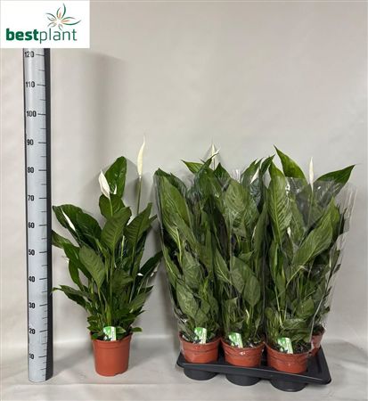 Pianta Spathiphyllum Verdi