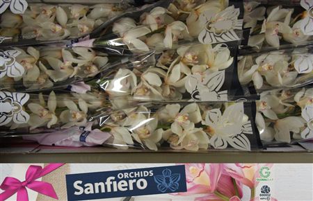 Cymbidium White Antonella