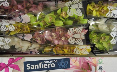Cymbidium Mix Sanfiero